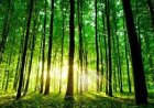 दिवस विशेष: अंतर्राष्ट्रीय वन दिवस