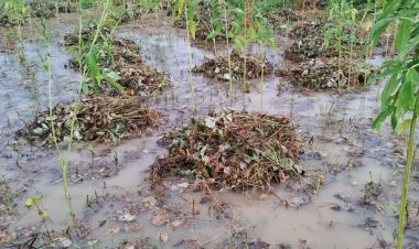 जोधपुर में बेमौसम बारिश से खड़ी फसलों को नुकसान