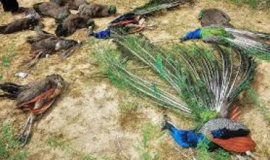 लुणी क्षेत्र में 20 राष्ट्रीय पक्षी मोरों की मौत, ग्रामीणों में रोष!